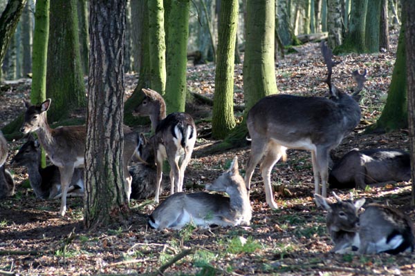 Killikus&reg; Fotographie